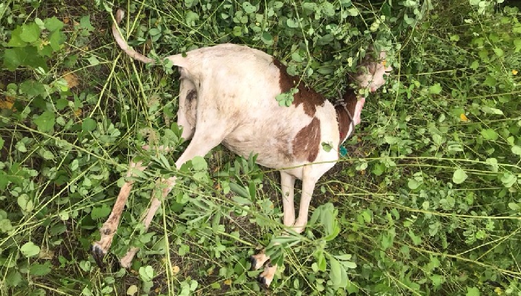 Sheep Rescue From a Well in Essau Village